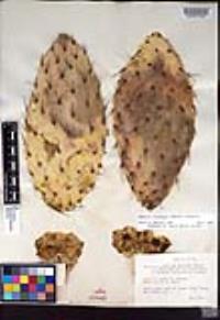Opuntia littoralis image