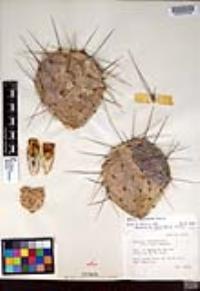 Opuntia phaeacantha image