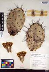 Opuntia phaeacantha image