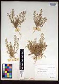 Lepidium lasiocarpum image