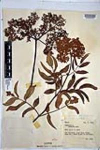 Sambucus cerulea image