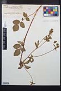 Drymocallis glandulosa image