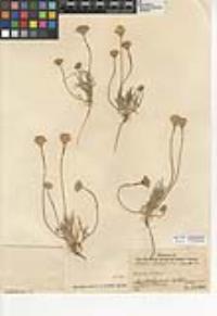 Chaenactis glabriuscula var. lanosa image
