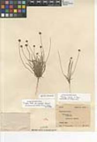 Plantago ovata image