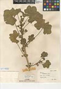 Malva nicaeensis image