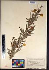 Dendromecon rigida image
