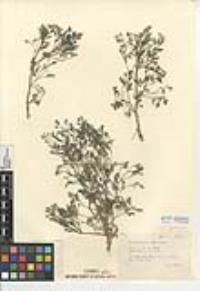 Fumaria parviflora image