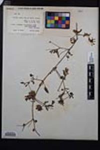 Abronia umbellata image