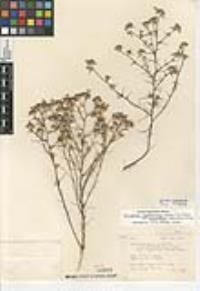 Eriastrum sapphirinum subsp. dasyanthum image