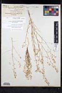 Thysanocarpus laciniatus image