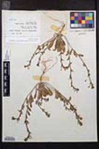 Camissoniopsis pallida subsp. pallida image