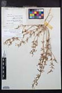 Camissoniopsis pallida subsp. pallida image
