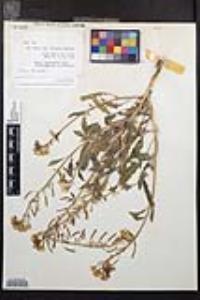 Chylismia claviformis var. peirsonii image