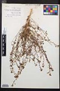 Camissonia campestris image