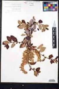 Ceanothus leucodermis image
