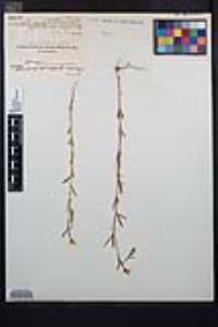 Clarkia epilobioides image