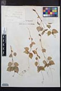 Circaea alpina image