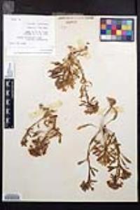 Eremothera boothii var. condensata image