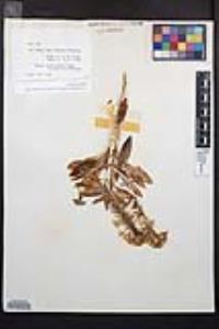 Eremothera boothii var. condensata image