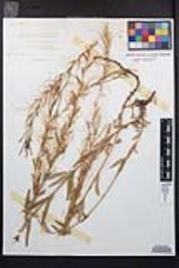 Epilobium glaberrimum image