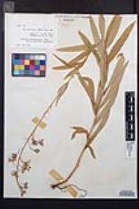 Chamaenerion angustifolium subsp. circumvagum image