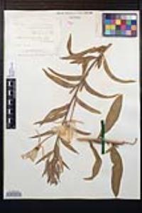 Oenothera elata subsp. hirsutissima image