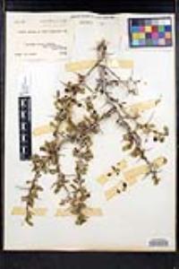 Ziziphus parryi image