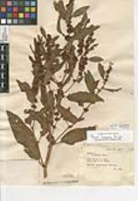 Rumex fueginus image