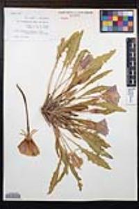 Oenothera primiveris subsp. bufonis image