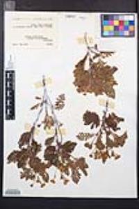 Chamaebatia foliolosa image