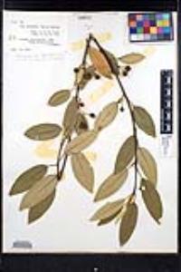 Frangula californica image