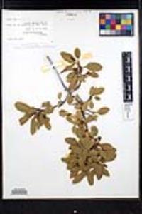 Frangula californica subsp. californica image