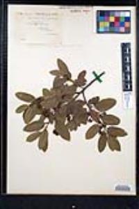 Frangula californica image