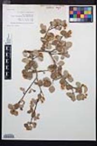 Amelanchier utahensis image