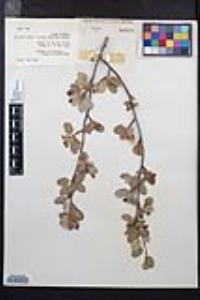 Amelanchier utahensis image