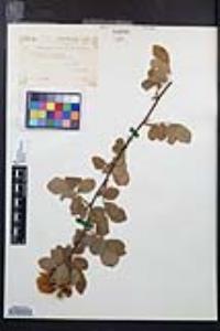 Rosa californica image