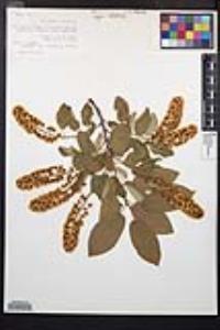Prunus virginiana var. demissa image