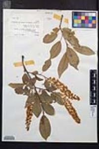 Prunus virginiana var. demissa image