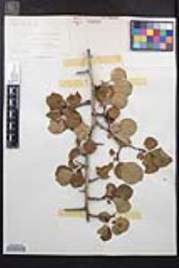 Prunus subcordata image