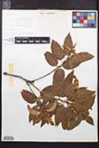 Prunus ilicifolia image