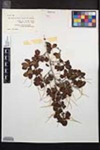 Cercocarpus minutiflorus image
