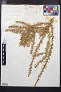 Prunus fasciculata image