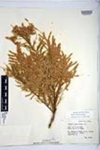 Tamarix chinensis image