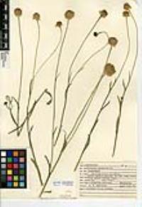 Helenium puberulum image