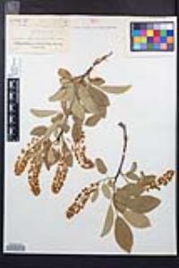 Prunus virginiana var. demissa image