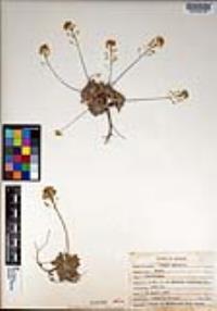 Draba asprella image