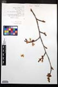 Prunus armeniaca image