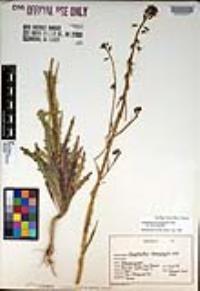 Caulanthus heterophyllus var. heterophyllus image