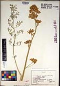 Ehrendorferia chrysantha image