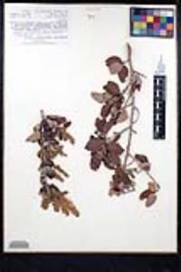 Ceanothus leucodermis image
